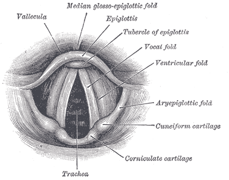 Strained Vocal Cord Symptoms: Signs of Vocal Damage & When to Worry 1